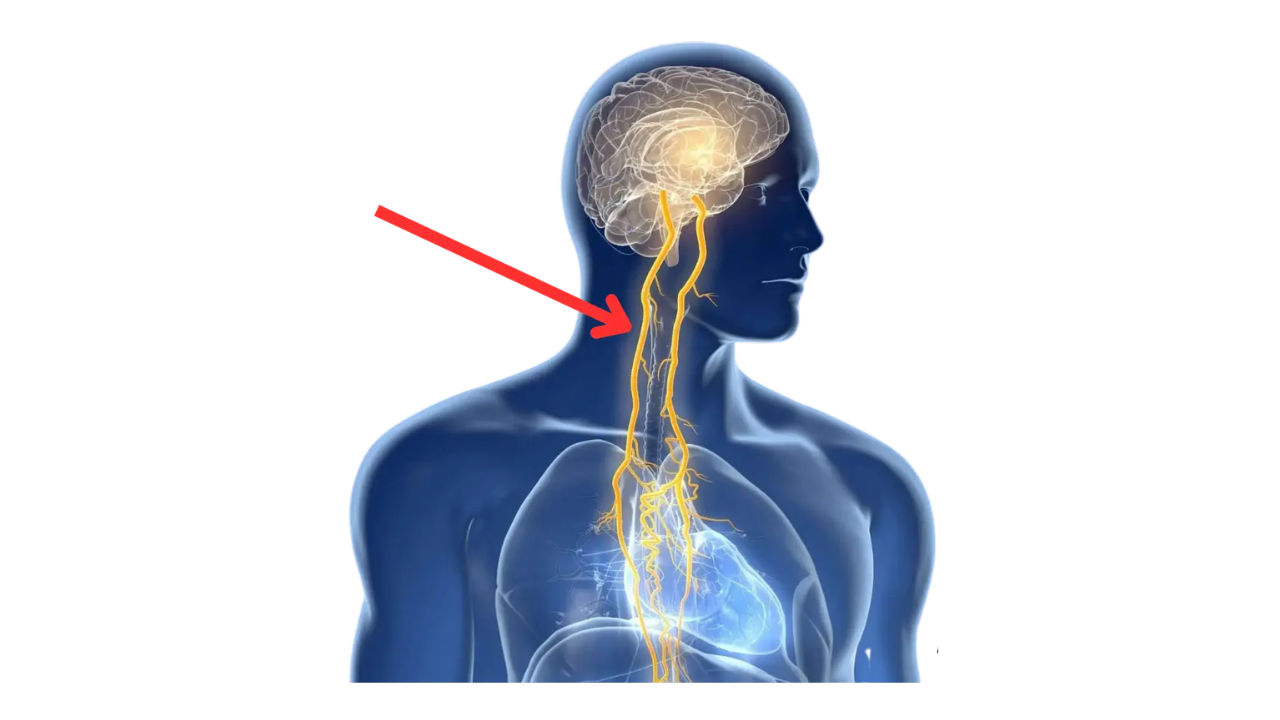 Anatomia del nervo vago dal cervello agli organi